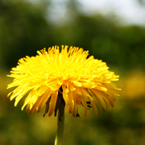 Image Le Qi des plantes : le pissenlit