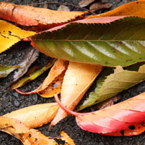 Image Une question soulève la réponse… « le vent soulève les feuilles »